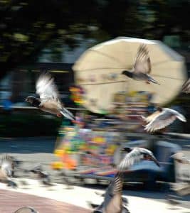 Flying pigeons in movement with a colorful street stand as background.