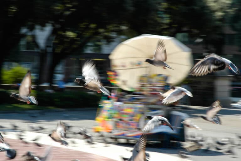 Capture movement like these pigeons fly past a colorful street stand.