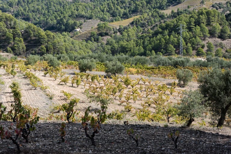 A vineyard in the Penedes region during a private wine country tour from Barcelona.