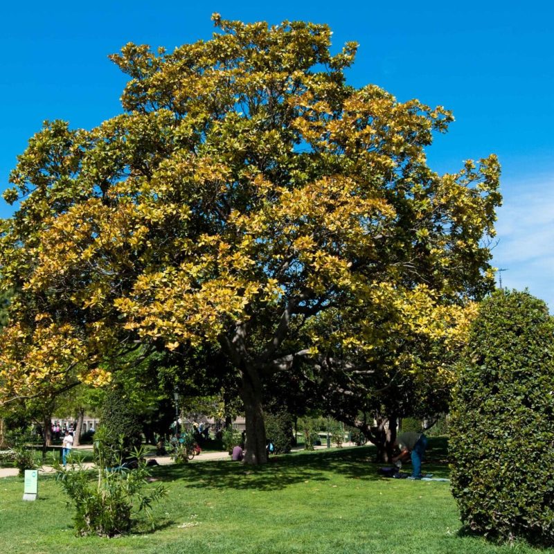 A Magnolia tree in the Spring.