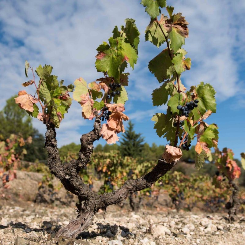 Where each bottle starts to take shape.